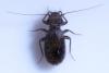 Lepinotus patruelis